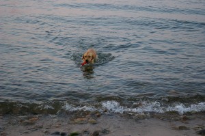 Balou beim schwimmen