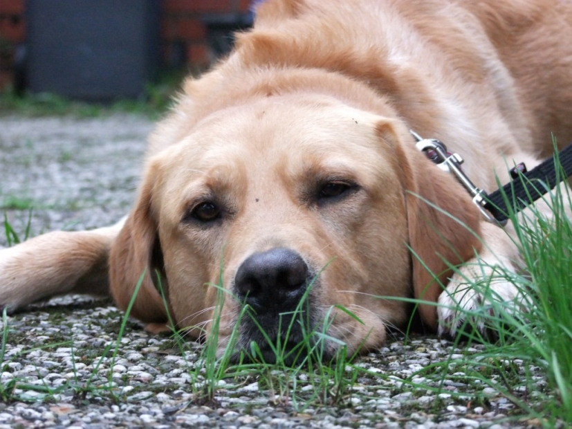 Balou beim Entspannen