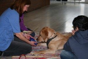 Balou in der Ausbildung bei Tempus Canis