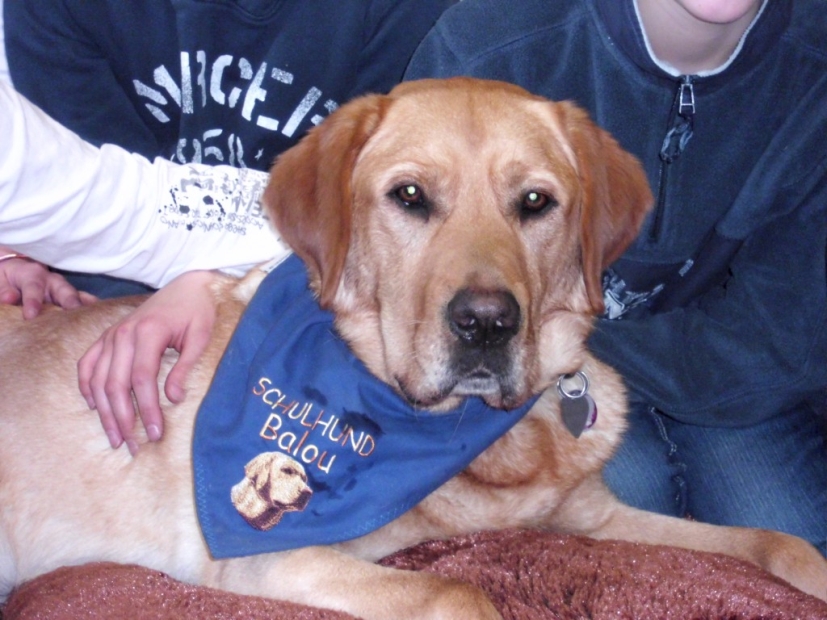 Schulhund Balou in Arbeitskleidung