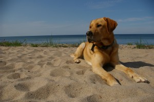 Balou am Strand